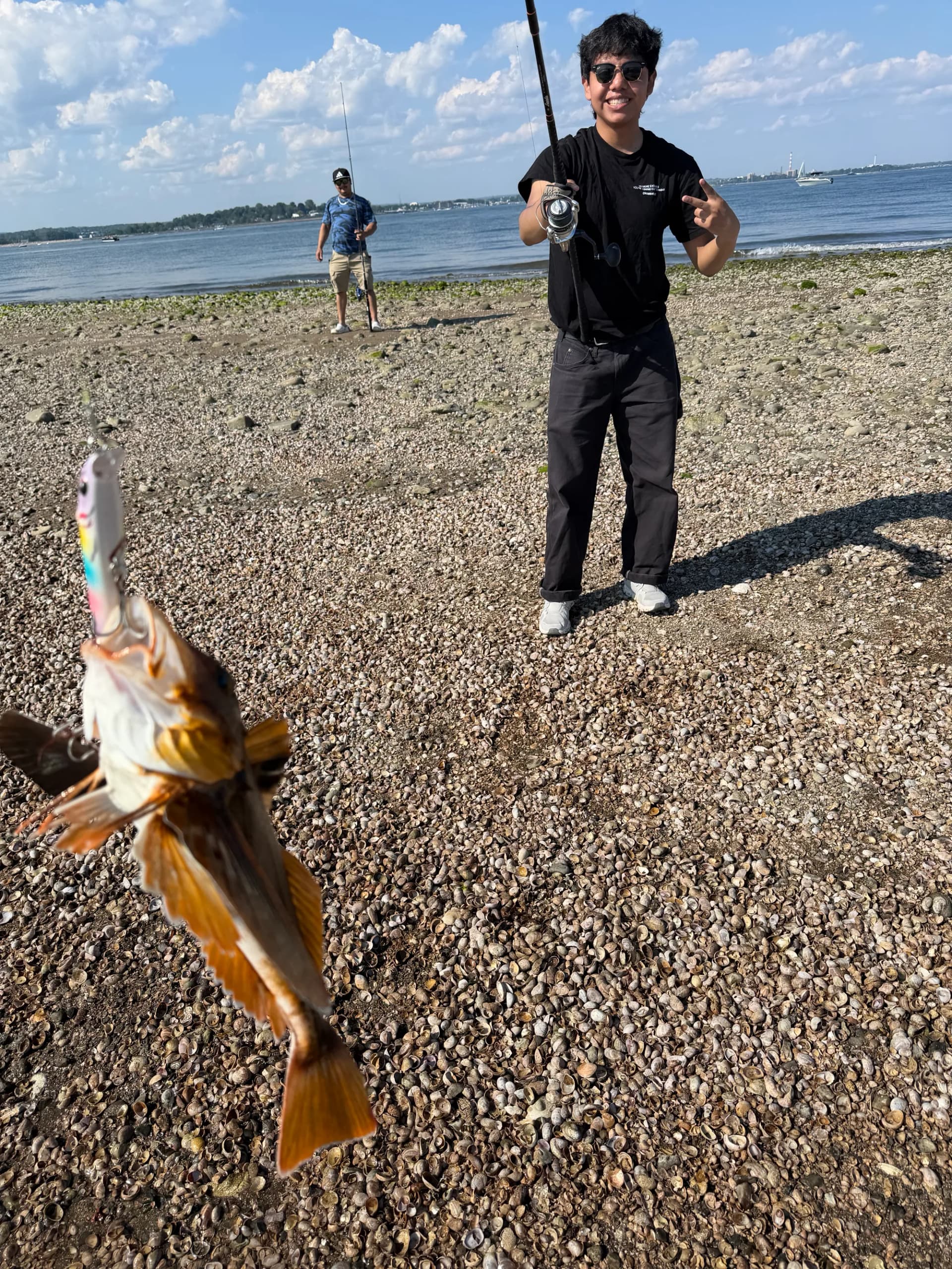 A sea robin still on the lure, lying on a beach of broken shells